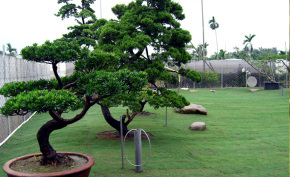 花园景观装修设计的特点